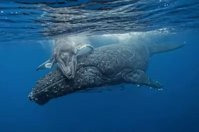 two whales huddling together in the open ocean