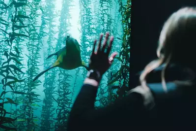 Adult looking at a screen of a seal under water.