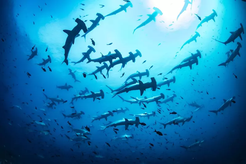 view from below of a group of hammerhead sharks swimming above in the ocean.