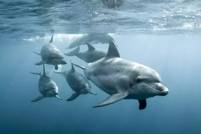 Family of dolphins swimming through the ocean.