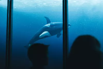 whale swimming underwater