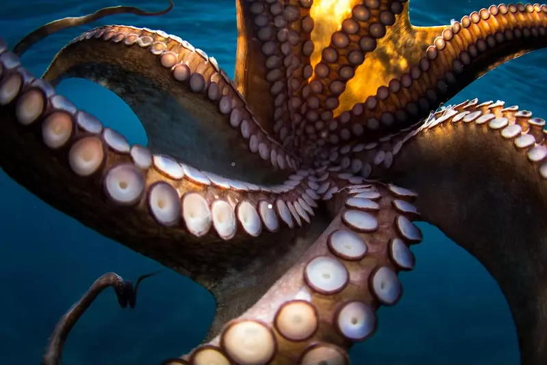 The bottom side of octopus tentacles.