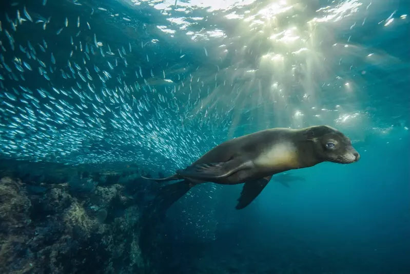 A seal swimming through the ocean with a school of fish.