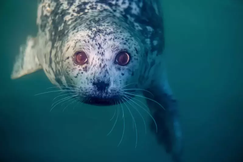 A close up of a seal staring into the camera.