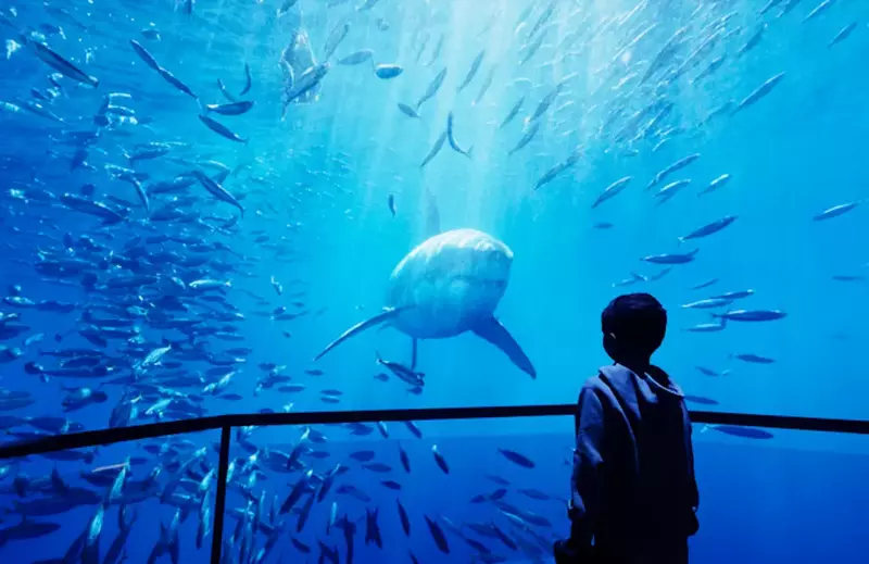 A child looking at a screen that has a shark on it staring back in between a school of fish.