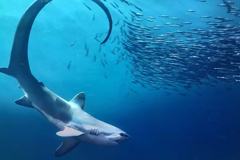 A shark swimming after a school of fish.