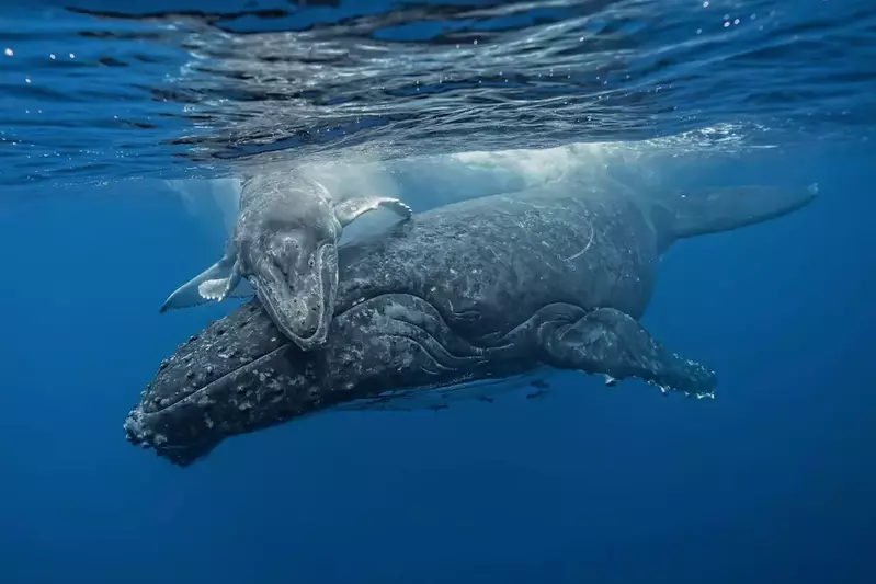 A momma and baby whale swimming in the ocean.