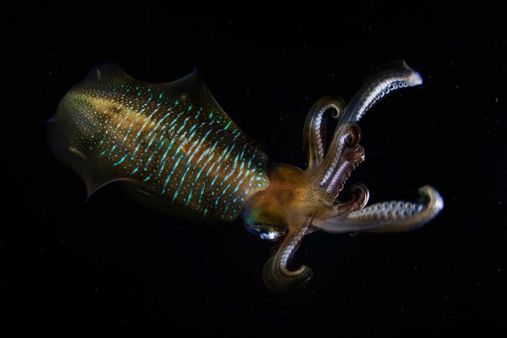 iridescent squid swimming