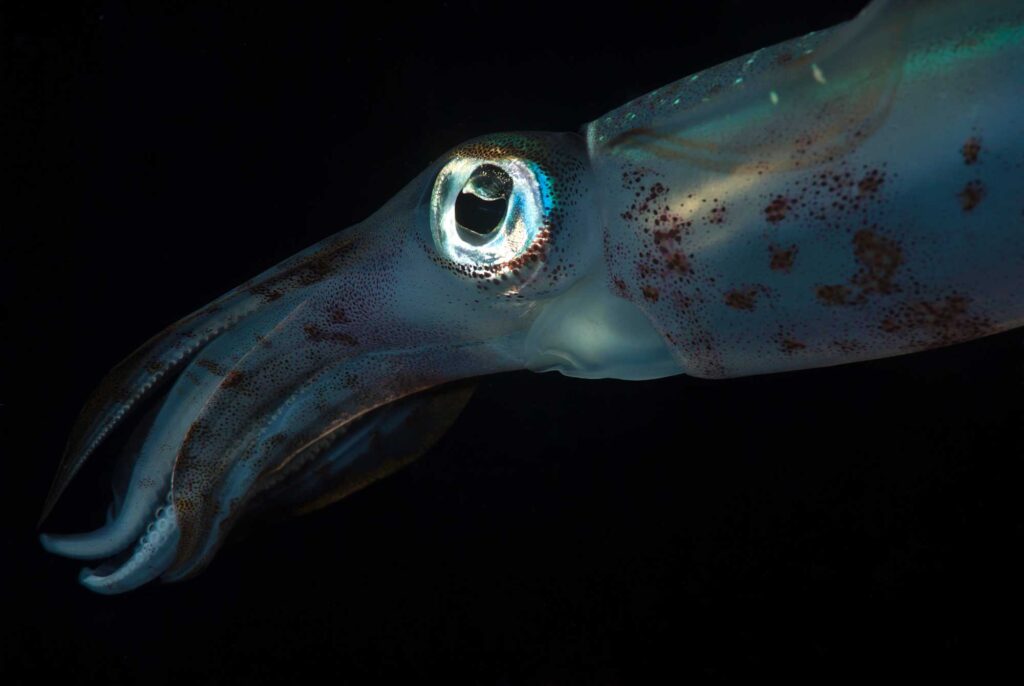 close up of a large squid with a large eye in a dark sea