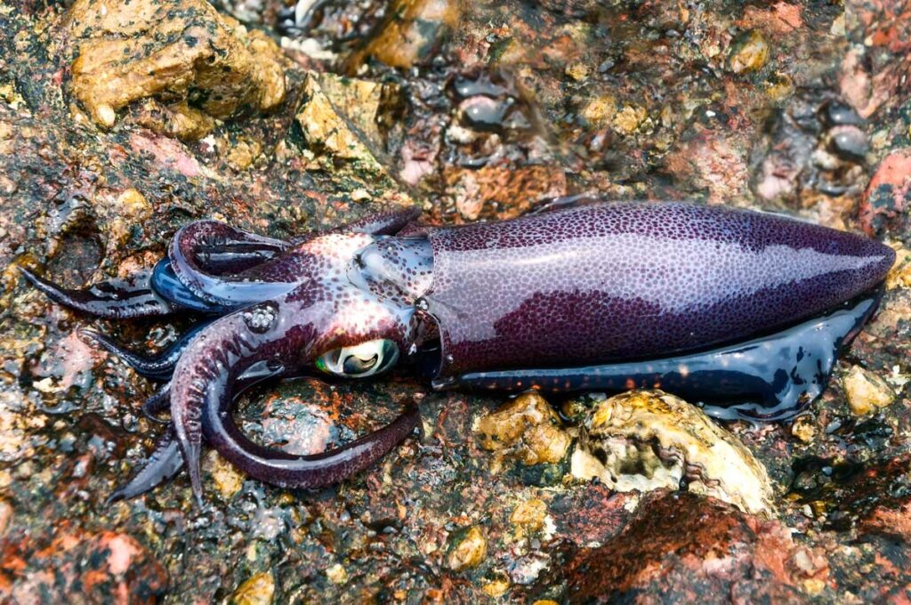 small squid camouflaging itself on some rocks