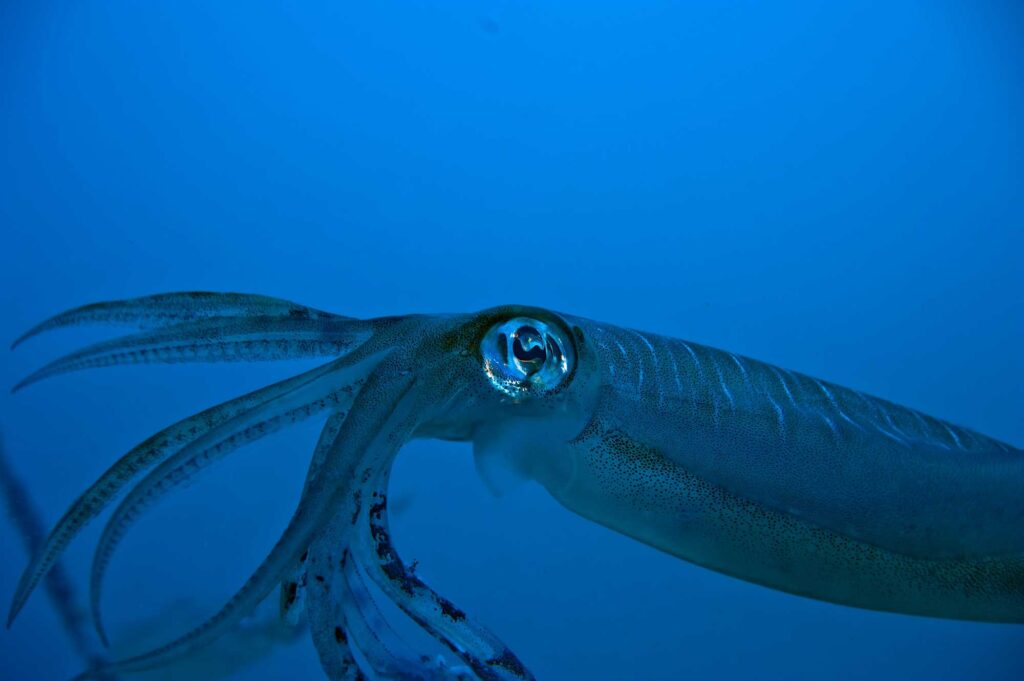 Isolated close-up of a squid with a large eye