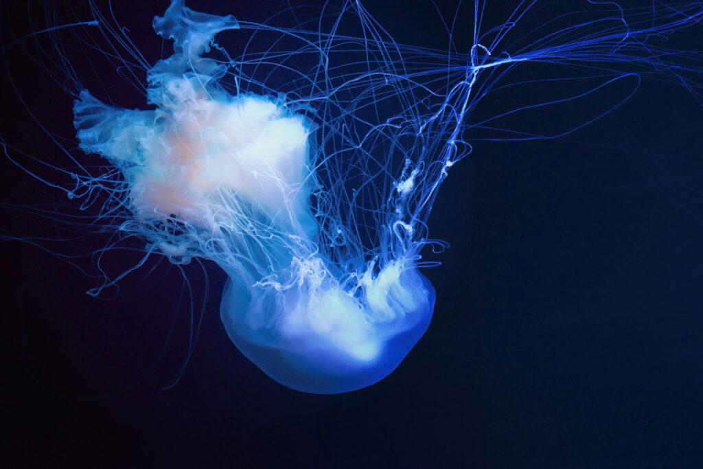 Jellyfish illuminating in the dark water