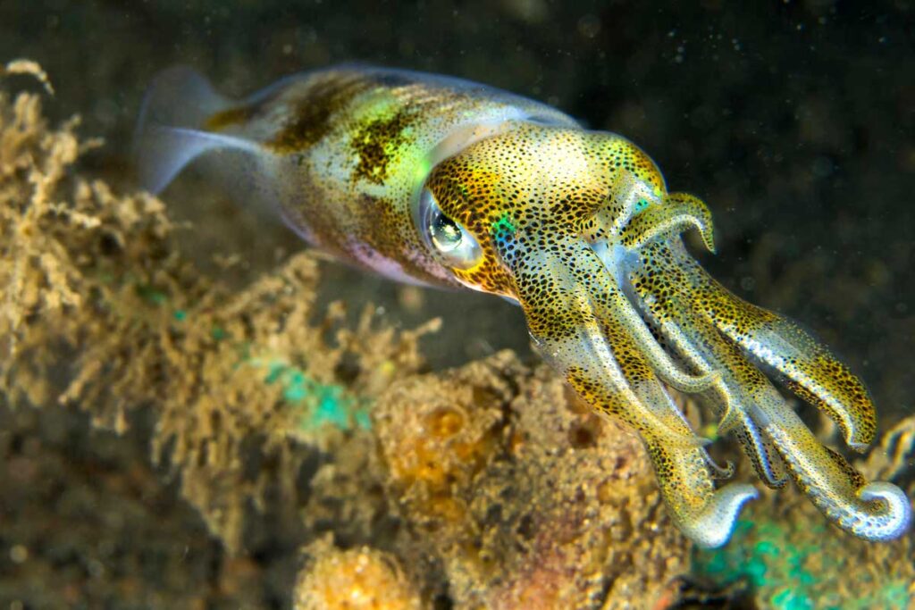 Reef squid floating near a coral reef.
