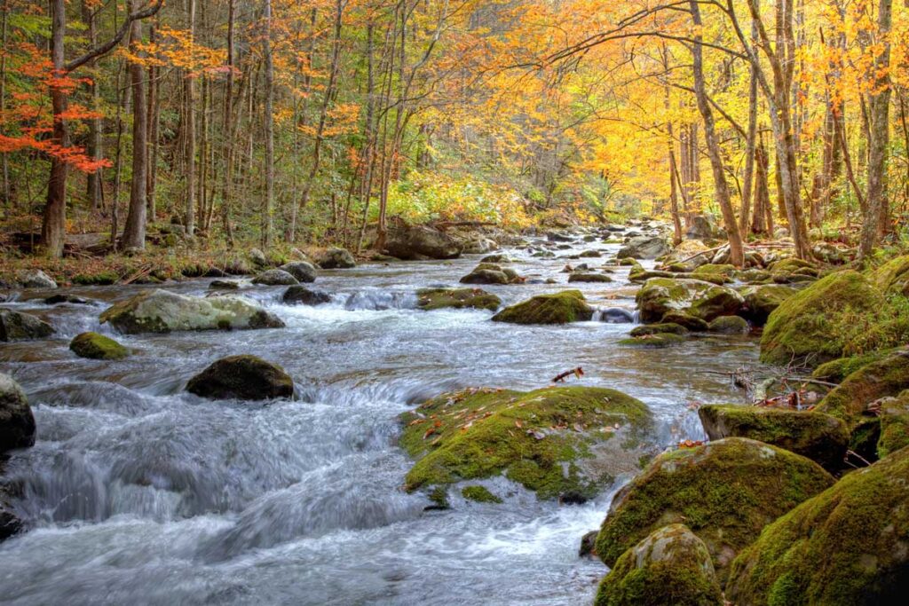 A rushing river with mossy rocks surrounded by fall trees.