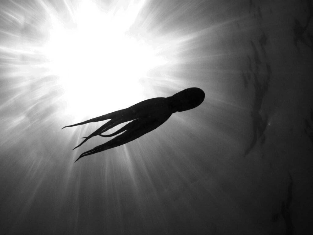 Mysterious squid shadow swimming through the ocean.